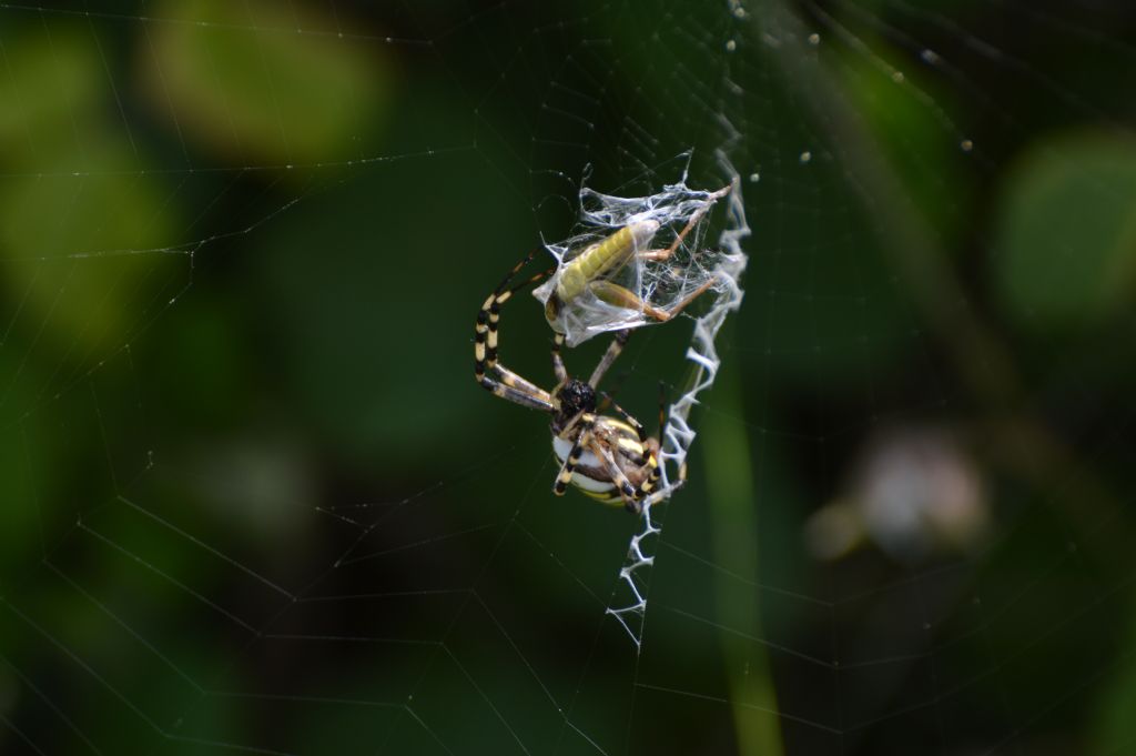 Argiope bruennichi - Colbassano (PG)